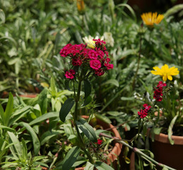 Beautiful flower of the nature