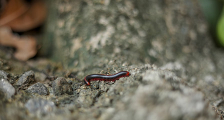 Millipedes are crawling into the wild
