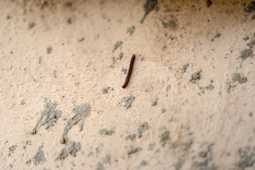Millipedes are crawling on the wall of the house