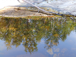 abstract and beautiful tree reflections of water