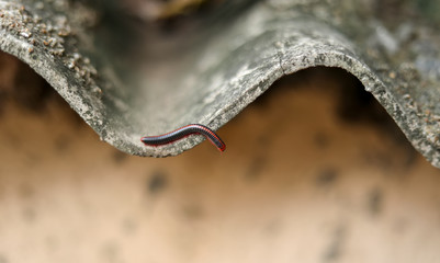 Millipedes are crawling on the roof of the house