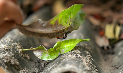 Millipedes crawling with dry leaves