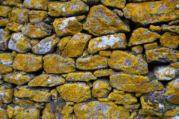 Yellow moss on a stone wall / mousse jaune sur un mur de pierre