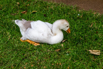 Graylag goose resting in the grass. Western Springs Pond, auckland, New Zeland