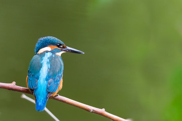 portrait kingfisher bird (alcedo atthis) standing on branch