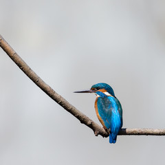 isolated male kingfisher (alcedo atthis) sitting on branch