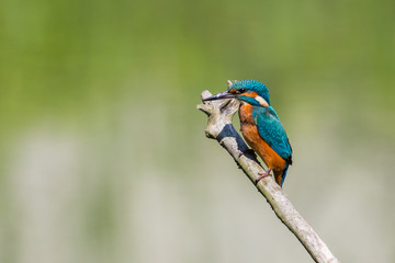 isolated male kingfisher (alcedo atthis) standing on branch