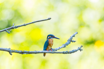 female kingfisher (alcedo atthis) sitting on branch in green