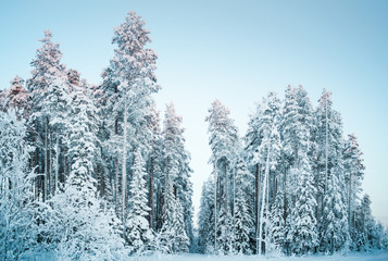 Beautiful winter landscape, forest trees, pines and firs covered with snow against the sky