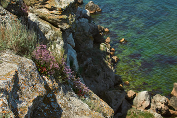 Dangerous rocky cliffs jagged to ocean. Peaked rocks and cliffs on the seashore. Flowers grow on a rock