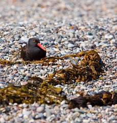 Ostrero negro (Haematopus ater), Patagonia, Argentina