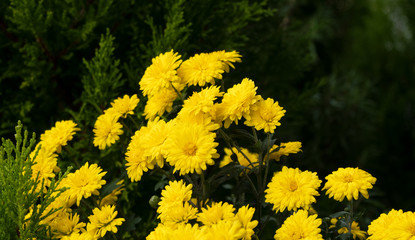 yellow asters