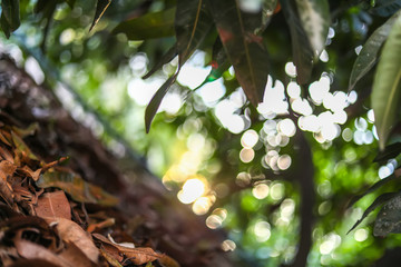 Beautiful mango tree leaf landscape with bokeh effect background and sunlight ray
