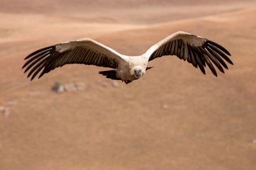 Cape Vulture, Giants castle, Drakensberg, Kwazulu Natal, South Africa