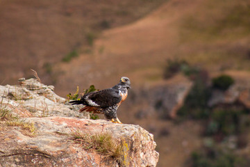 Jackal Buzzard, Giants Castle, Drakensberg, Kwazulu Natal, South Africa