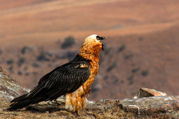 Endangered Bird of prey, Lammergeier, Bearded Vulture, in the Drakensberg, Giants Castle, Kwazulu Natal, South Africa