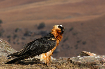 Endangered Bird of prey, Lammergeier, Bearded Vulture, in the Drakensberg, Giants Castle, Kwazulu Natal, South Africa