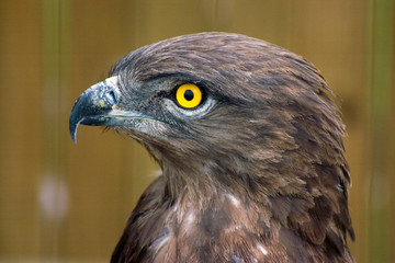 Brown Snake Eagle, Kwazulu Natal, South Africa