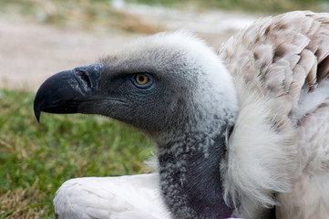 Cape Vulture, Giants castle, Drakensberg, Kwazulu Natal, South Africa