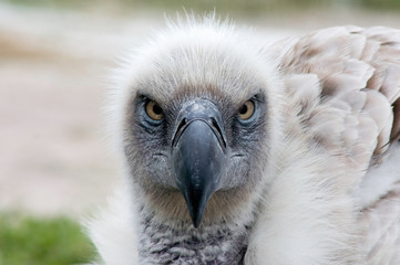 Cape Vulture, Giants castle, Drakensberg, Kwazulu Natal, South Africa