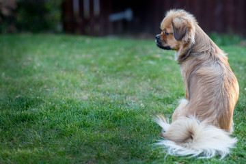 Slim tibetan spaniel dog sitting in a garden on the grass lawn, looking to the side