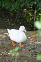 duck in the nature in Suderwich