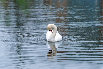 White swans on a pond in an autumn park