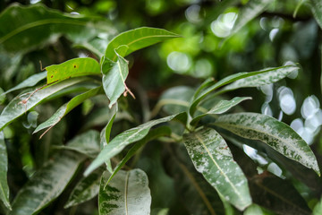 Beautiful mango tree leaf landscape with bokeh effect background and sunlight rays.