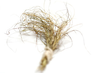 Obraz premium Durva (Doorva) grass or Bermuda grass or cynodon doctylon also called as Devil's Bull is used in India to make offerings to Lord Ganesha