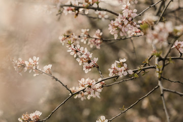 Mystic flowers 