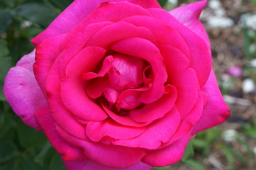 Red rose in botanical garden