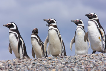 Pingüino de Magallanes (Spheniscus magellanicus), Isla Pingüino, Puerto Deseado, Patagonia, Argentina. Magellanic Penguin - obrazy, fototapety, plakaty