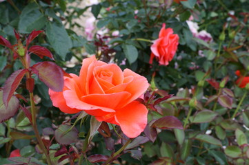 Orange rose in botanical garden