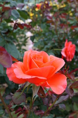 Orange rose in botanical garden