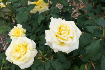 Yellow rose in botanical garden