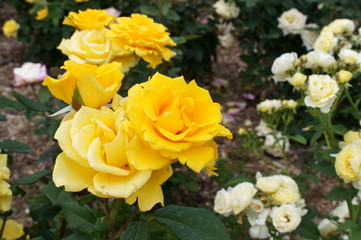 Yellow rose in botanical garden