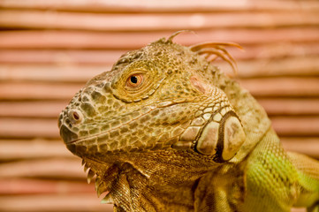 green iguana