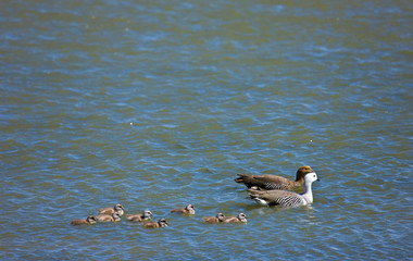Cauquen comun (Chloephaga picta), Patagonia, Argentina