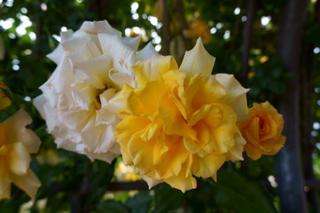 Obraz premium Yellow rose in botanical garden