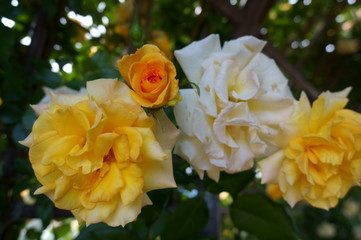 Yellow rose in botanical garden