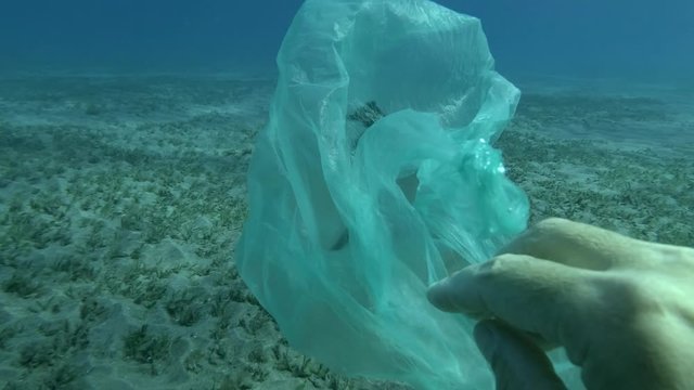 Male hand of a diver-volunteer frees a Seahorse entangled in a plastic bag.  Plastic pollution of the ocean, plastic garbage in the water killing animals. Release a Sea Horse from a plastic bag.