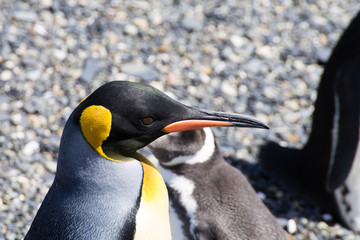 King penguin on Martillo island beach, Ushuaia