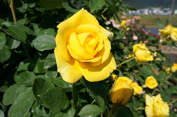 Yellow rose in botanical garden
