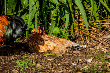 Roosters and chickens run wild around the ponds. Western Springs Pond. Auckland, New Zealand
