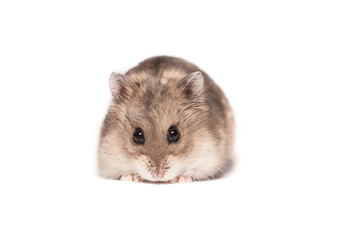 Small cute dwarf campbell hamster at a studio - obrazy, fototapety, plakaty