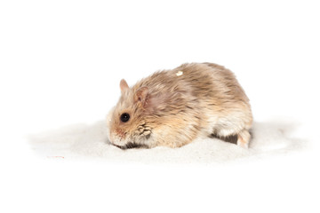Small cute dwarf campbell hamster at a studio on white background