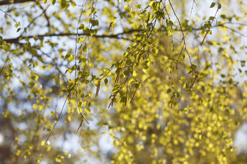 Branches of a blooming birch tree with fresh new green leaves in the spring on a sunny warm day