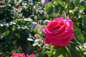 Yellow rose in botanical garden