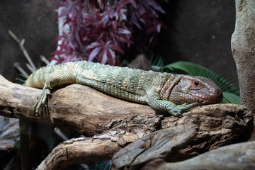 lizard easy life on tree
