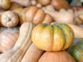 Pumpkin background. Diverse assortment of pumpkins. Autumn harvest